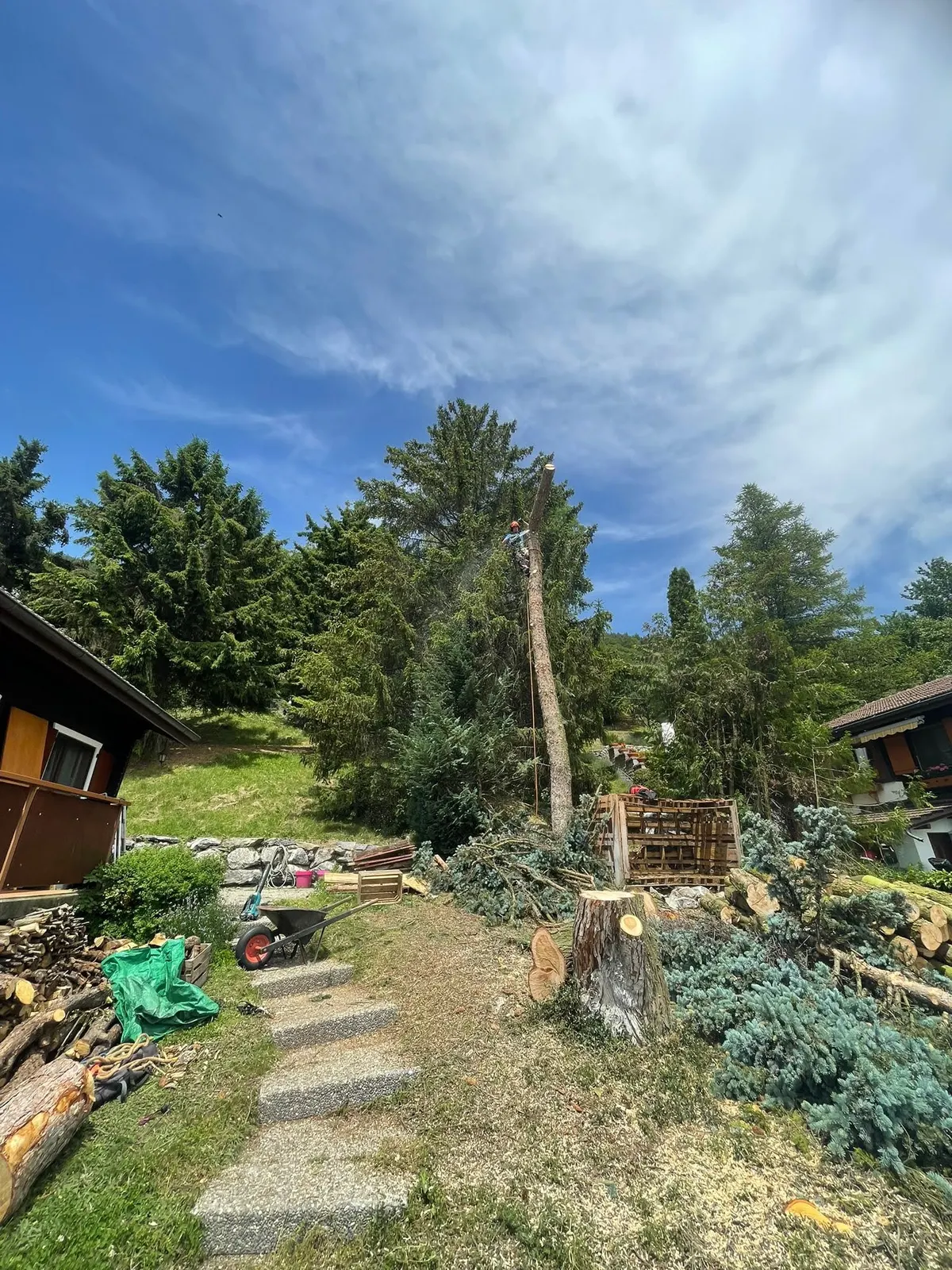 Abattage d'un ancien arbre avant le début des travaux