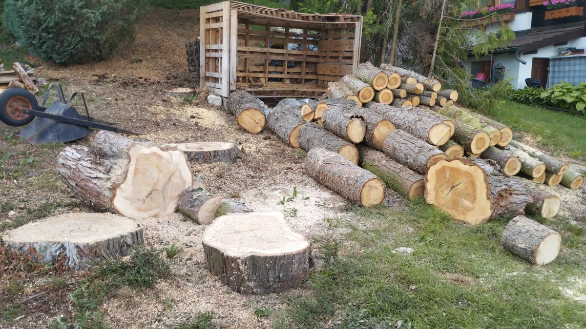 Troncs et bois issus de l'abattage des arbres